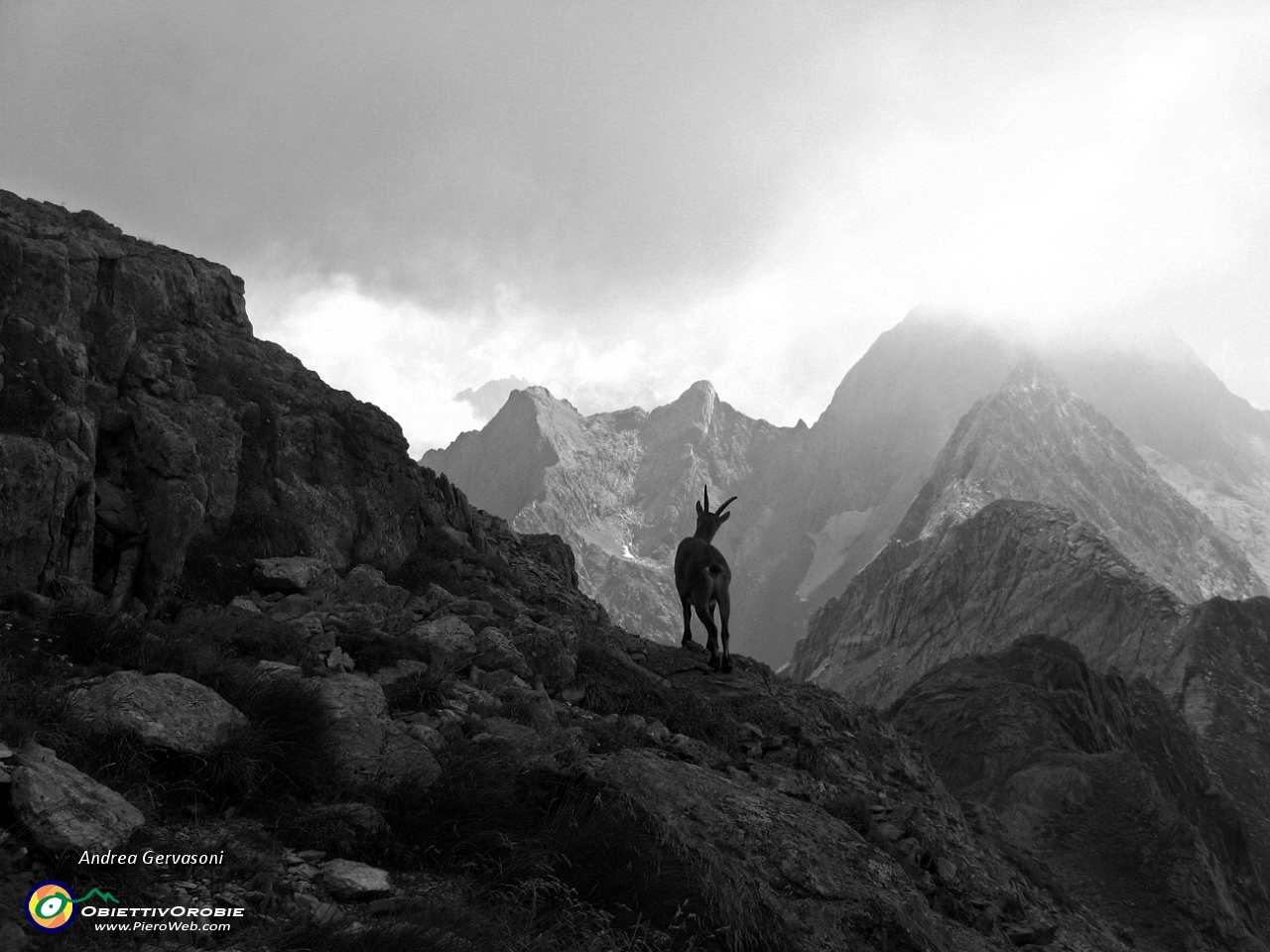 15 stambecco sulla cima del M. Aga.jpg